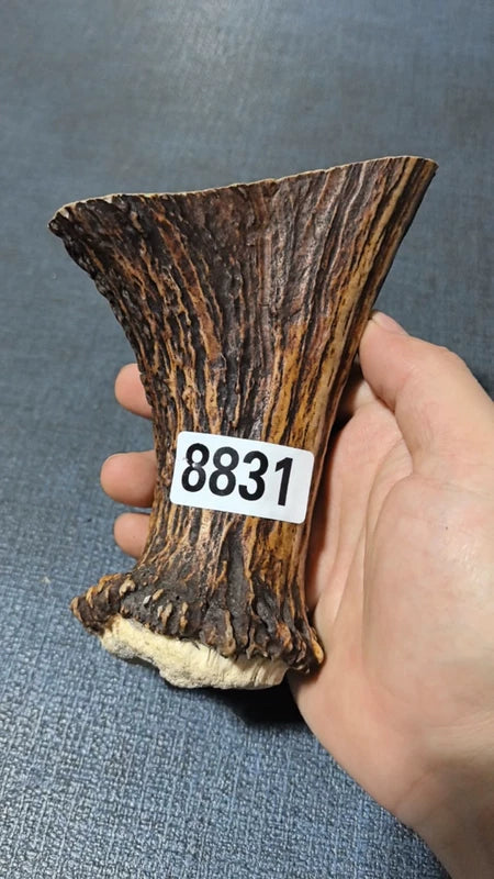 Antler Bow Material #8831 – 115×105×32mm Natural Stag