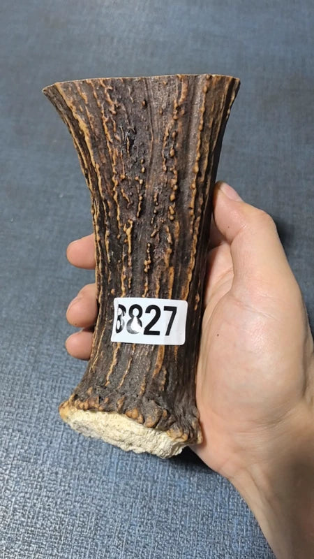 Antler Bow Material #8827 – 160×92×41mm Natural Stag