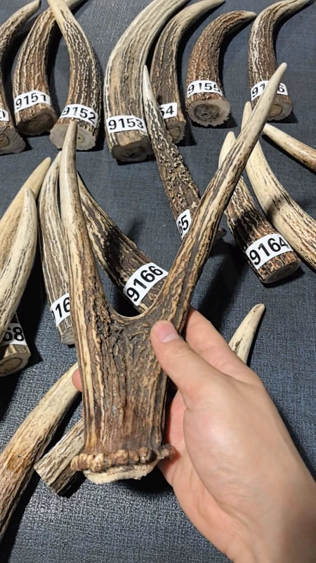Antler-Capped Raw Fork Material – Natural Deer Horn Slingshot Fork