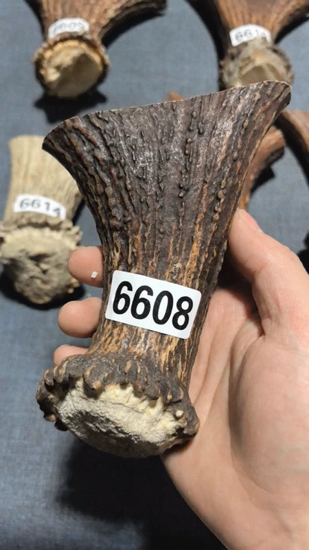 Antler Bow Material #6608 – 110-150×80×34mm Natural Stag