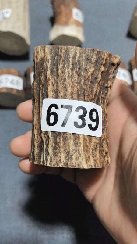Antler Root Segment #6739 – 72-74mm Natural Stag
