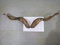 Natural Sheep & Goat Horn Raw Material – Scraping Board, Comb, Beads & Craft Blanks