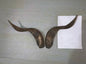Natural Sheep & Goat Horn Raw Material – Scraping Board, Comb, Beads & Craft Blanks