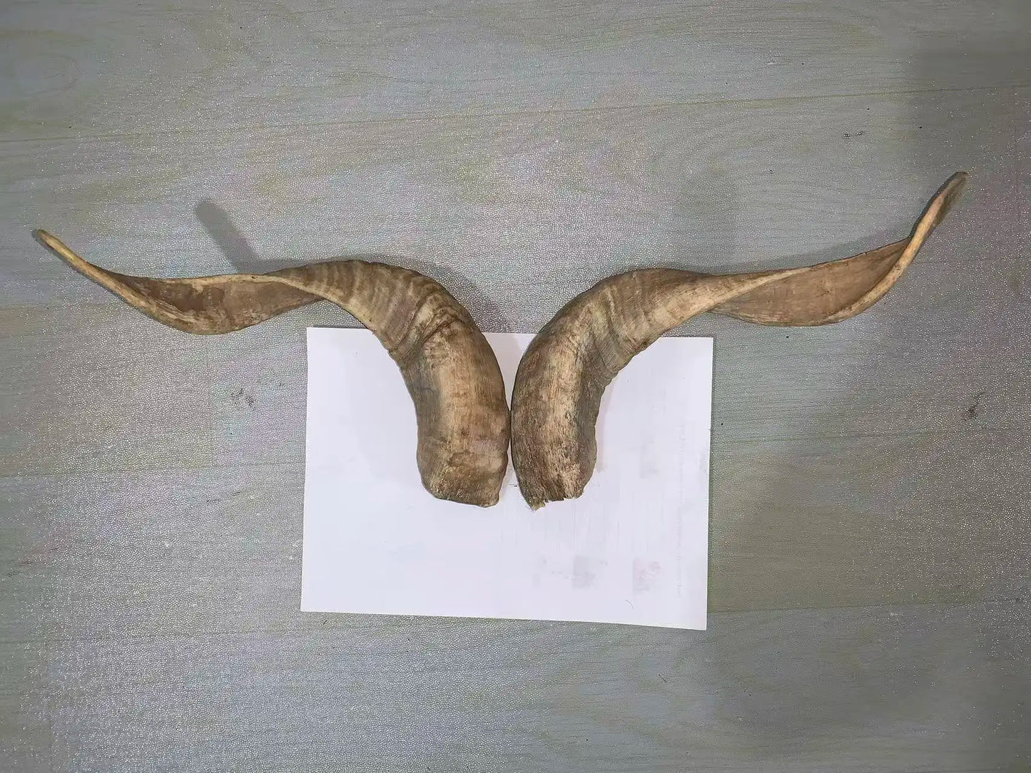 Natural Sheep & Goat Horn Raw Material – Scraping Board, Comb, Beads & Craft Blanks