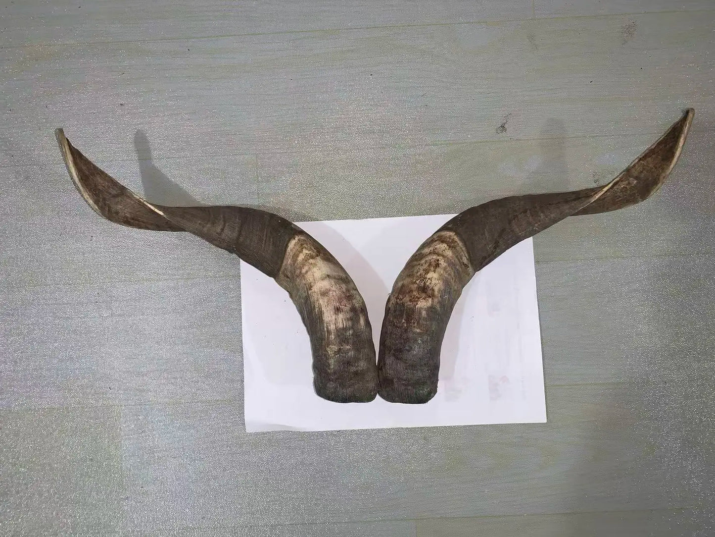 Natural Sheep & Goat Horn Raw Material – Scraping Board, Comb, Beads & Craft Blanks