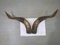 Natural Sheep & Goat Horn Raw Material – Scraping Board, Comb, Beads & Craft Blanks