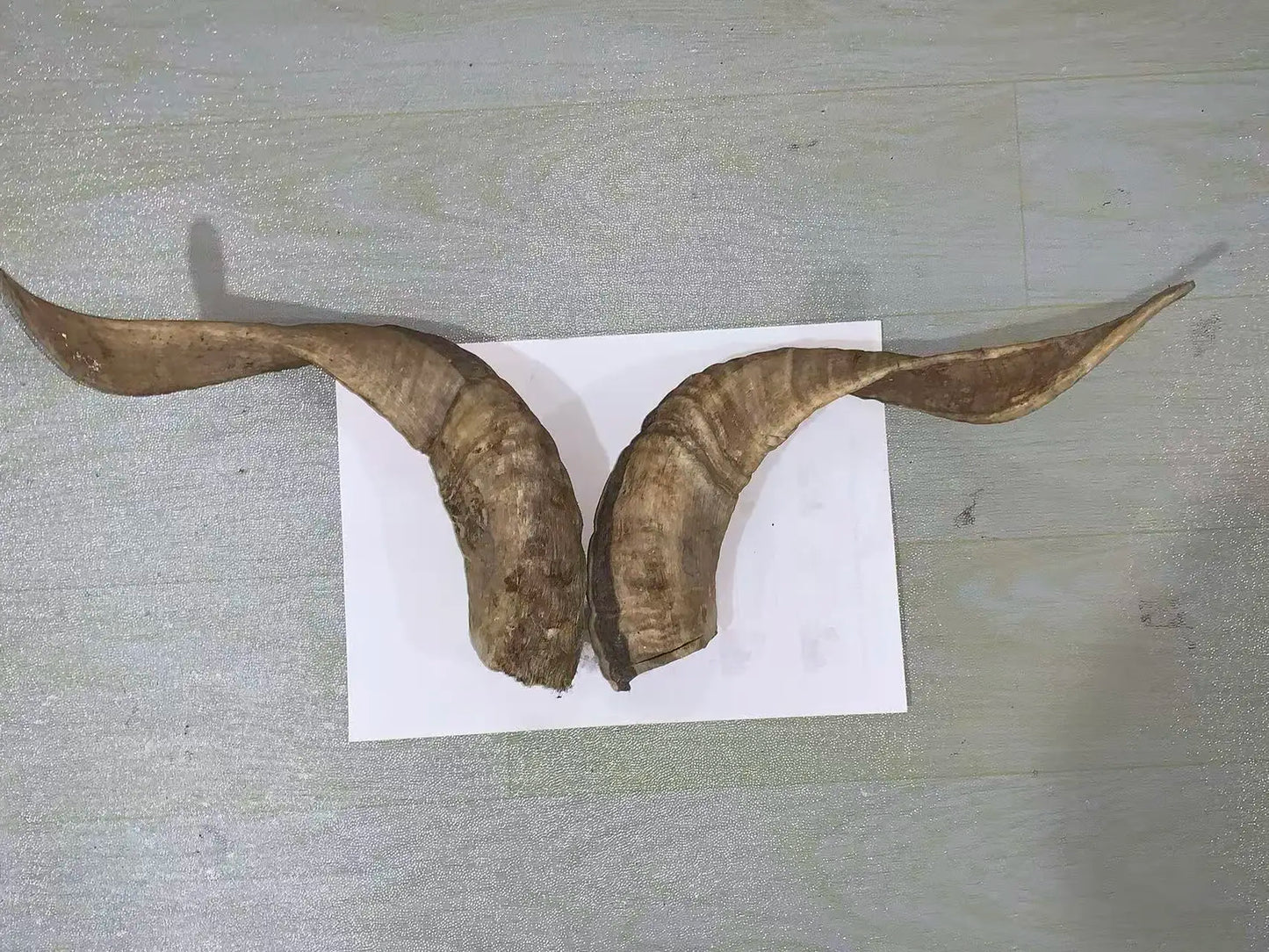 Natural Sheep & Goat Horn Raw Material – Scraping Board, Comb, Beads & Craft Blanks
