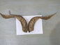 Natural Sheep & Goat Horn Raw Material – Scraping Board, Comb, Beads & Craft Blanks