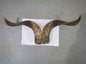 Natural Sheep & Goat Horn Raw Material – Scraping Board, Comb, Beads & Craft Blanks