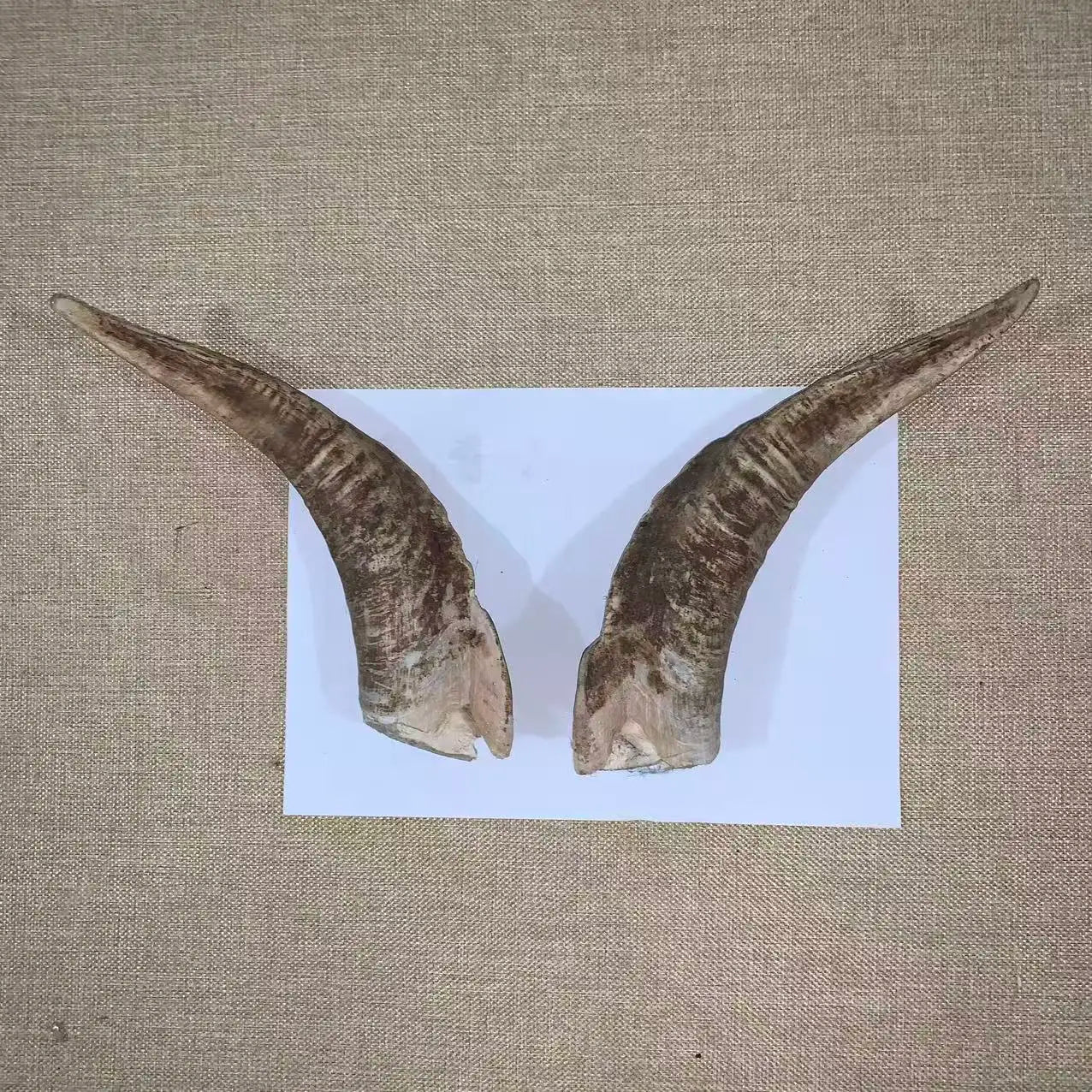 Natural Sheep & Goat Horn Raw Material – Scraping Board, Comb, Beads & Craft Blanks