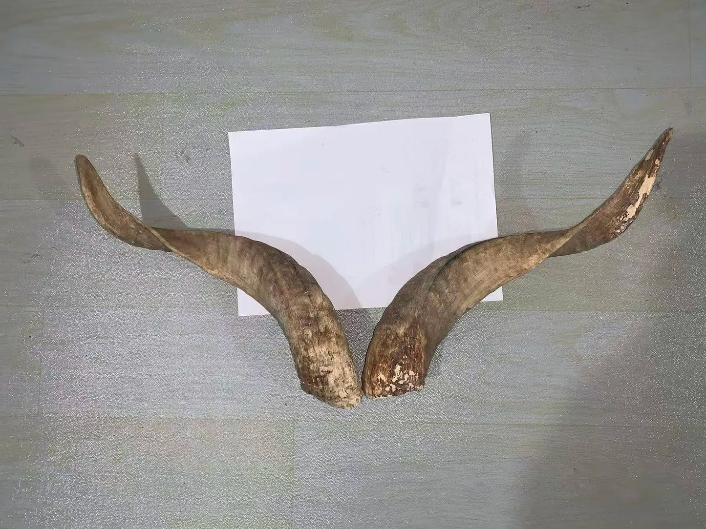 Natural Sheep & Goat Horn Raw Material – Scraping Board, Comb, Beads & Craft Blanks