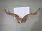 Natural Sheep & Goat Horn Raw Material – Scraping Board, Comb, Beads & Craft Blanks