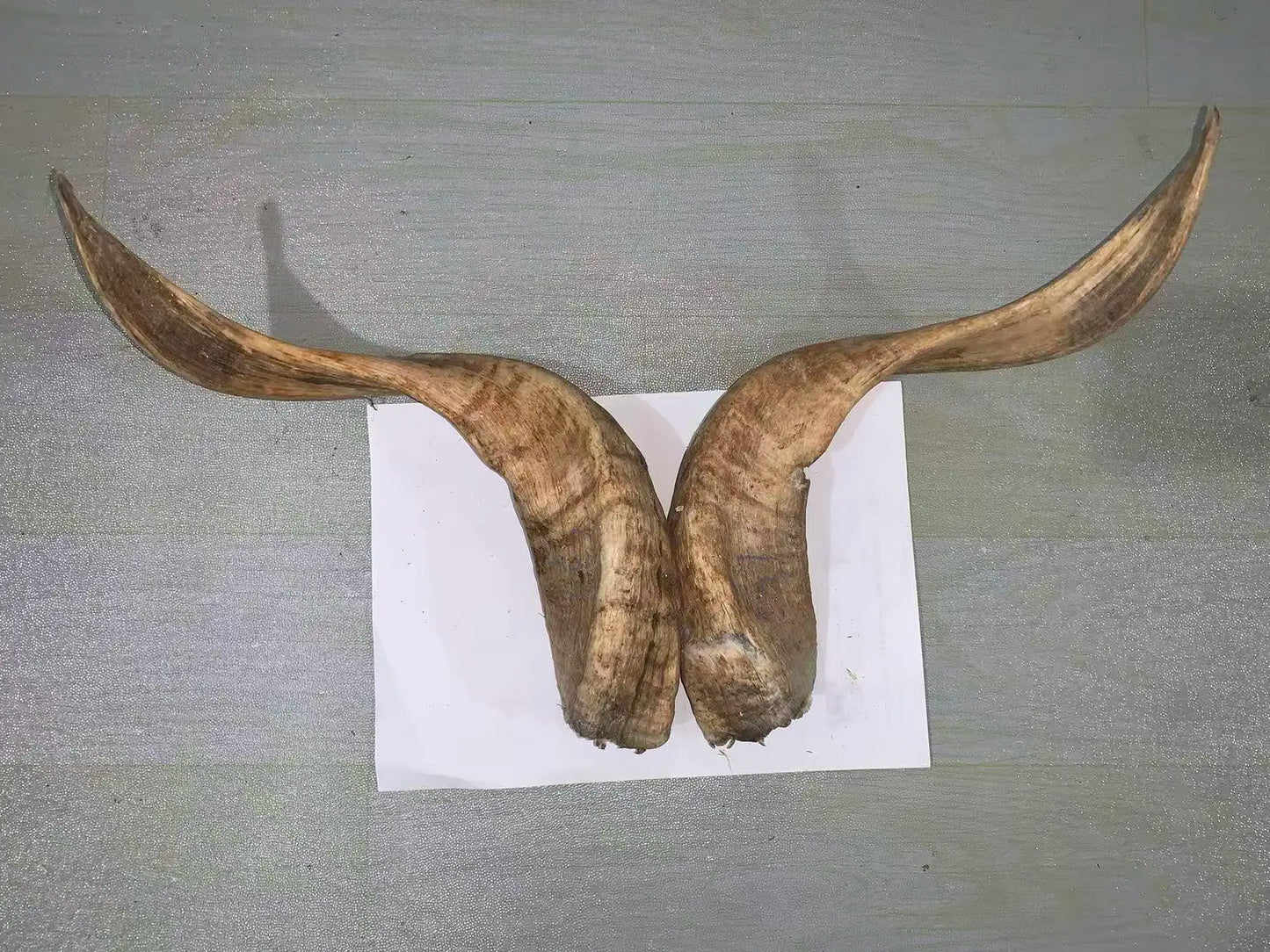 Natural Sheep & Goat Horn Raw Material – Scraping Board, Comb, Beads & Craft Blanks