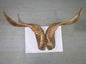 Natural Sheep & Goat Horn Raw Material – Scraping Board, Comb, Beads & Craft Blanks