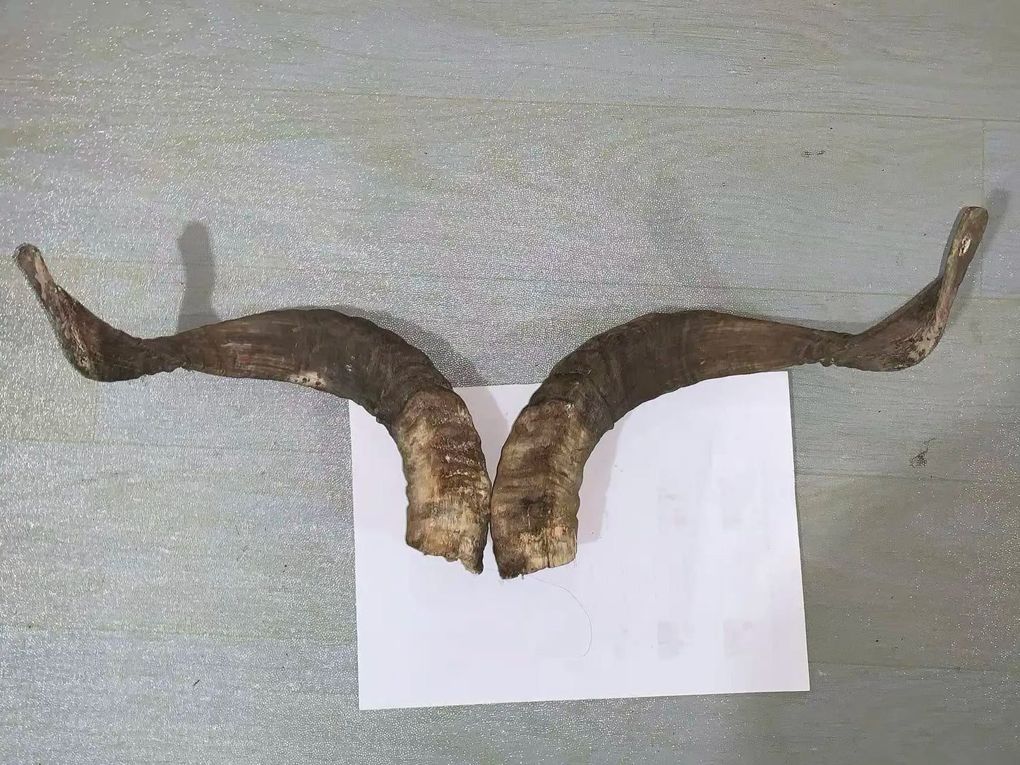 Natural Sheep & Goat Horn Raw Material – Scraping Board, Comb, Beads & Craft Blanks