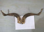 Natural Sheep & Goat Horn Raw Material – Scraping Board, Comb, Beads & Craft Blanks