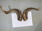 Natural Sheep & Goat Horn Raw Material – Scraping Board, Comb, Beads & Craft Blanks