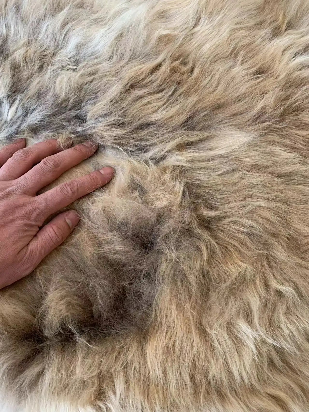100% naturl sheepskin fur，Rare gradient colors Furry bedside blanket, leisure sofa cushion whole wool