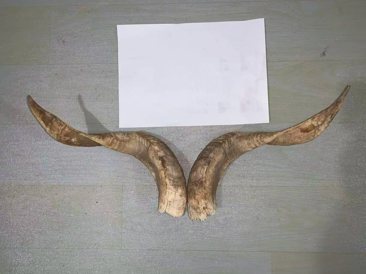 Natural Sheep & Goat Horn Raw Material – Scraping Board, Comb, Beads & Craft Blanks