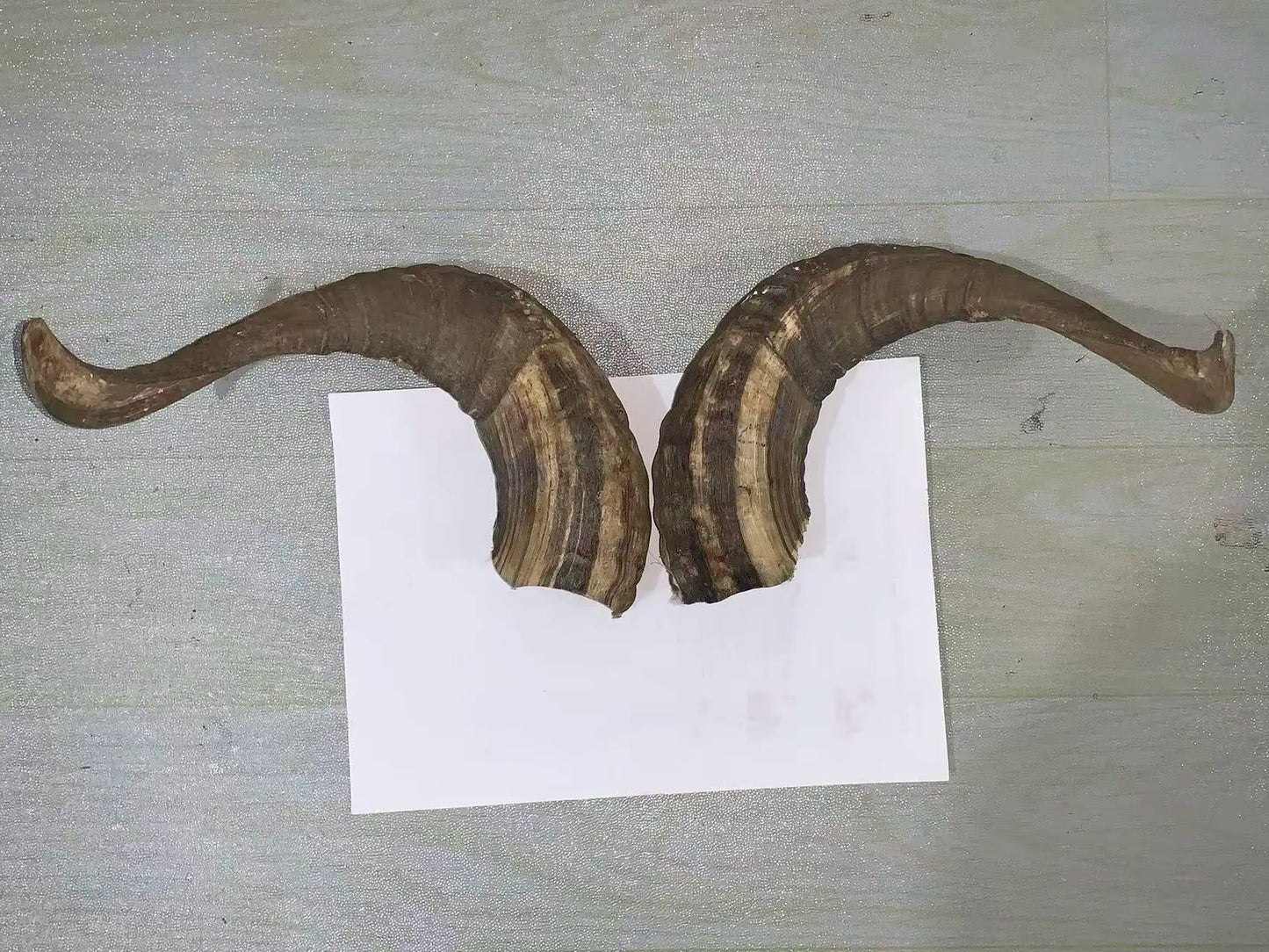 Natural Sheep & Goat Horn Raw Material – Scraping Board, Comb, Beads & Craft Blanks