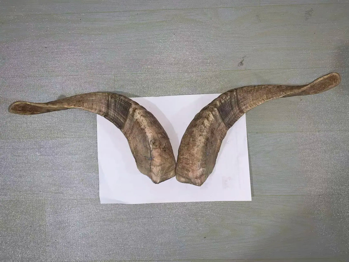 Natural Sheep & Goat Horn Raw Material – Scraping Board, Comb, Beads & Craft Blanks