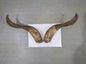 Natural Sheep & Goat Horn Raw Material – Scraping Board, Comb, Beads & Craft Blanks