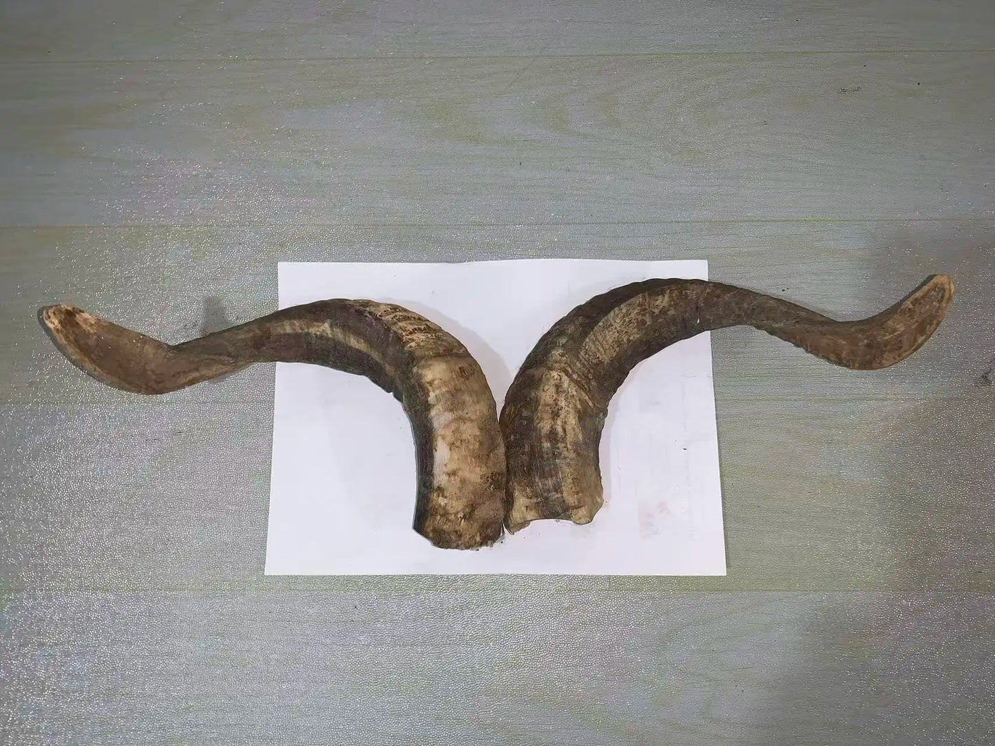 Natural Sheep & Goat Horn Raw Material – Scraping Board, Comb, Beads & Craft Blanks
