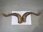 Natural Sheep & Goat Horn Raw Material – Scraping Board, Comb, Beads & Craft Blanks