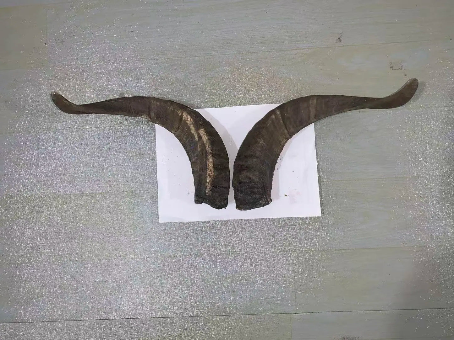 Natural Sheep & Goat Horn Raw Material – Scraping Board, Comb, Beads & Craft Blanks