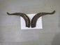 Natural Sheep & Goat Horn Raw Material – Scraping Board, Comb, Beads & Craft Blanks