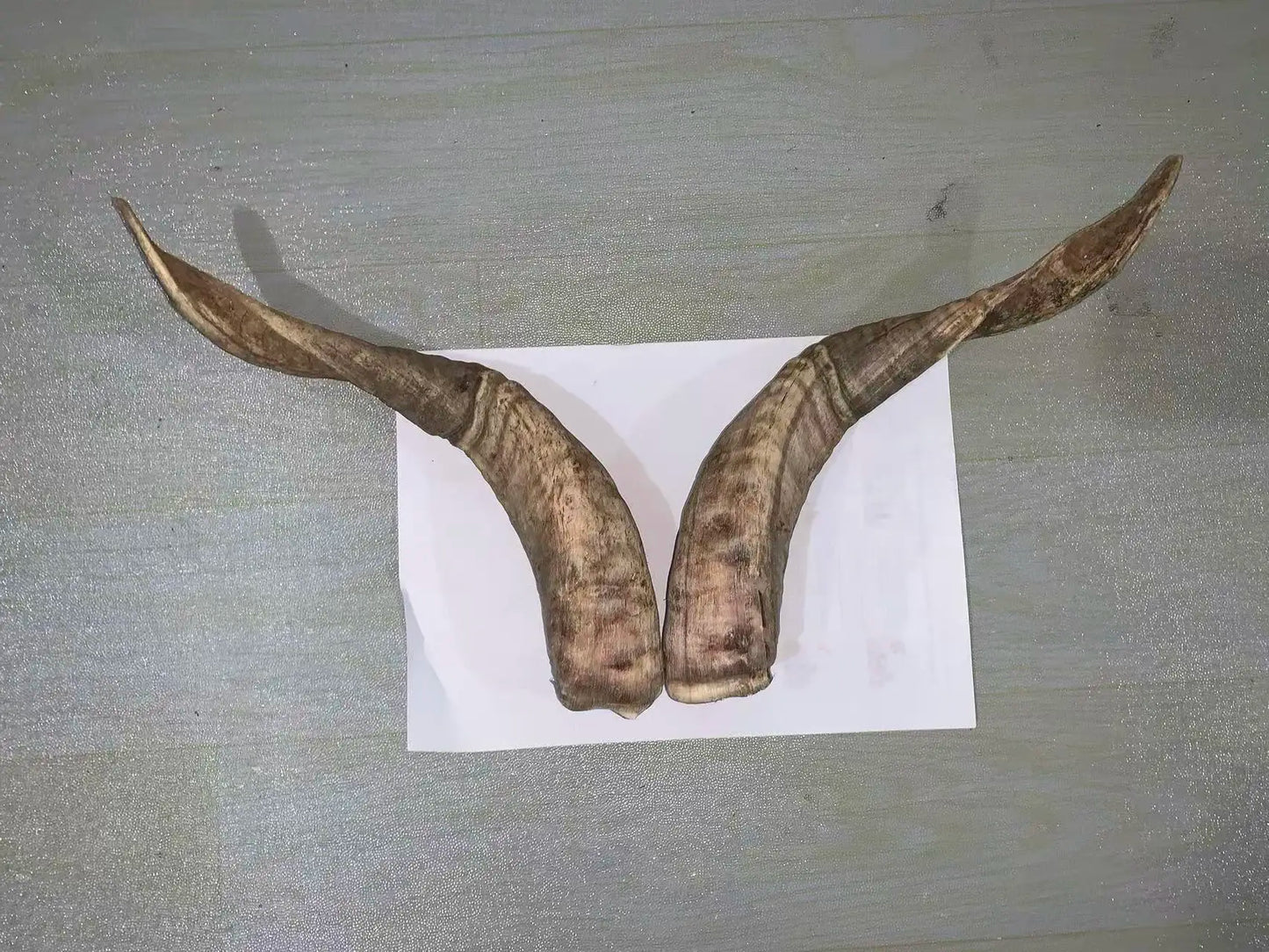 Natural Sheep & Goat Horn Raw Material – Scraping Board, Comb, Beads & Craft Blanks