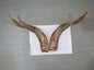 Natural Sheep & Goat Horn Raw Material – Scraping Board, Comb, Beads & Craft Blanks