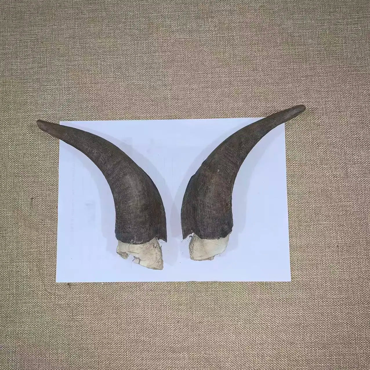 Natural Sheep & Goat Horn Raw Material – Scraping Board, Comb, Beads & Craft Blanks