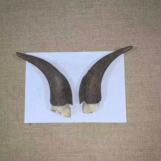 Natural Sheep & Goat Horn Raw Material – Scraping Board, Comb, Beads & Craft Blanks