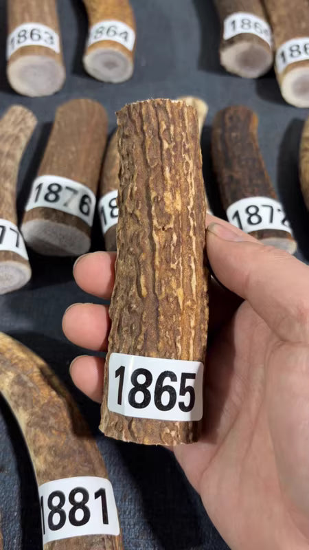 Antler Knife Handle Scale Blank #1865 – 118mm Natural Stag