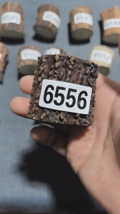 Antler Root Segment #6556 – 48-49mm Natural Stag