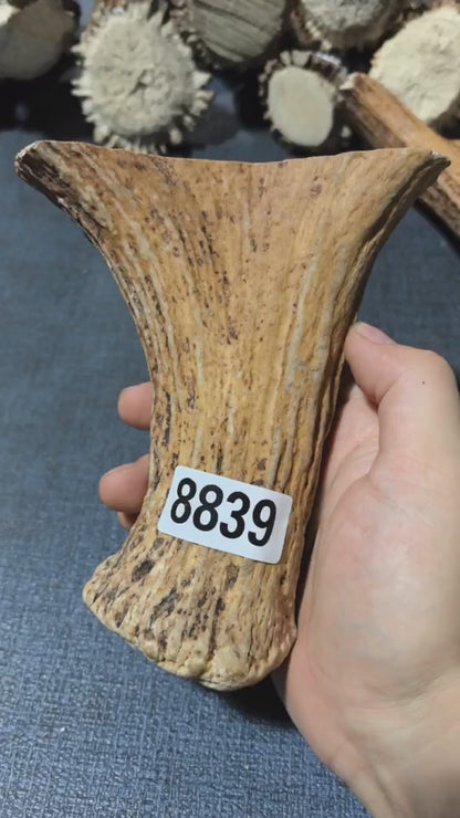 Antler Bow Material #8839 – 150×133×36mm Natural Stag