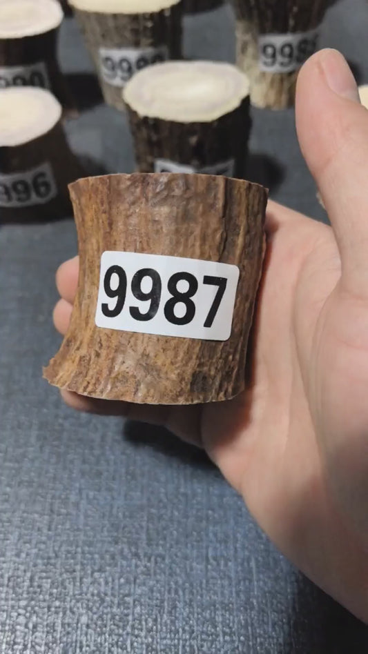 Antler Root Segment #9987 – 56-57mm Natural Stag