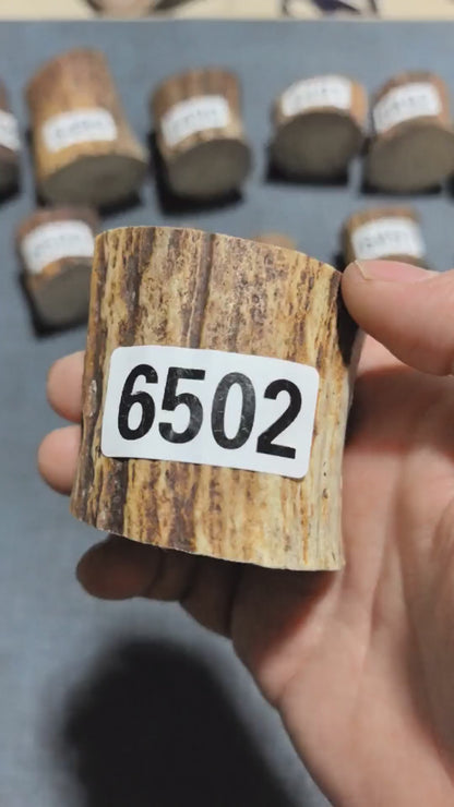 Antler Root Segment #6502 – 51-54mm Natural Stag