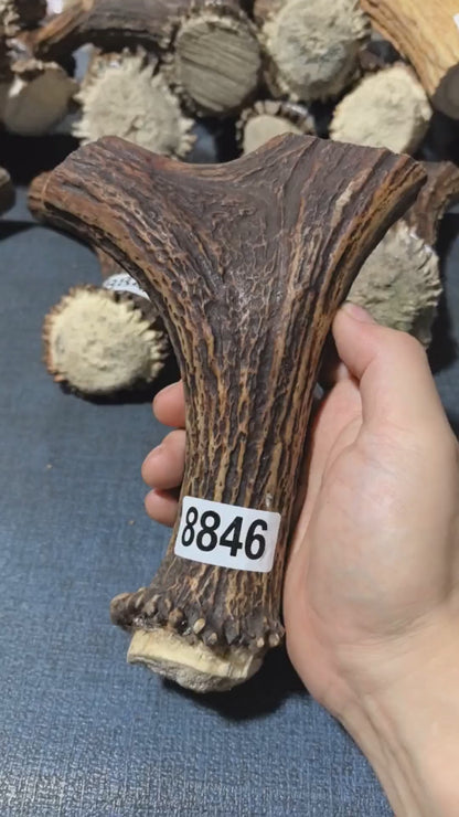 Antler Bow Material #8846 – 170×135×30mm Natural Stag