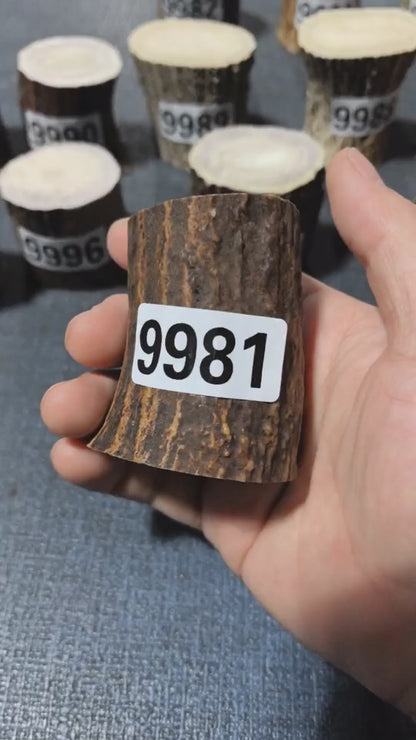 Antler Root Segment #9981 – 59-68mm Natural Stag