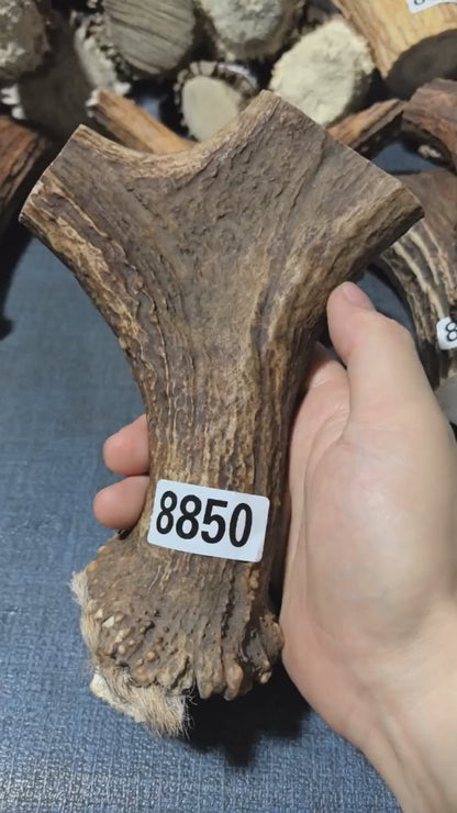 Antler Bow Material #8850 – 160×130×30mm Natural Stag