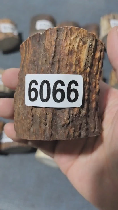 Antler Root Segment #6066 – 54-70mm Natural Stag