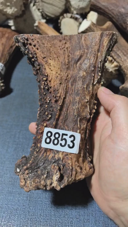 Antler Bow Material #8853 – 145×115×38mm Natural Stag