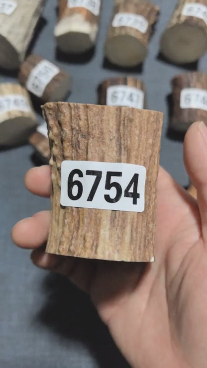 Antler Root Segment #6754 – 64-80mm Natural Stag