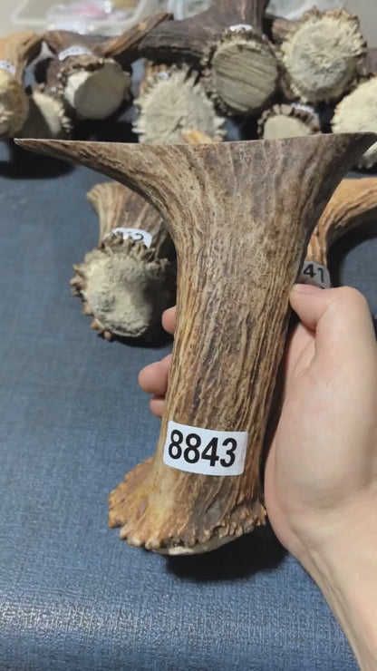 Antler Bow Material #8843 – 180×160×45mm Natural Stag