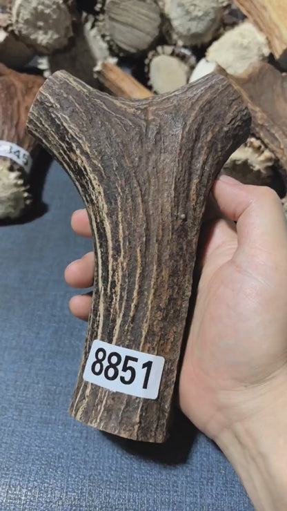 Antler Bow Material #8851 – 185×118×40mm Natural Stag