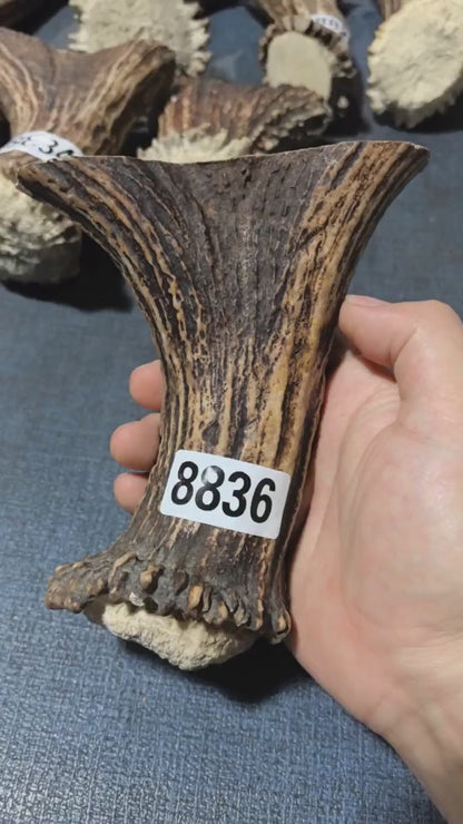 Antler Bow Material #8836 – 130×125×35mm Natural Stag