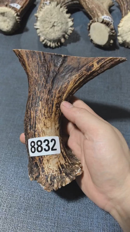 Antler Bow Material #8832 – 145×140×37mm Natural Stag